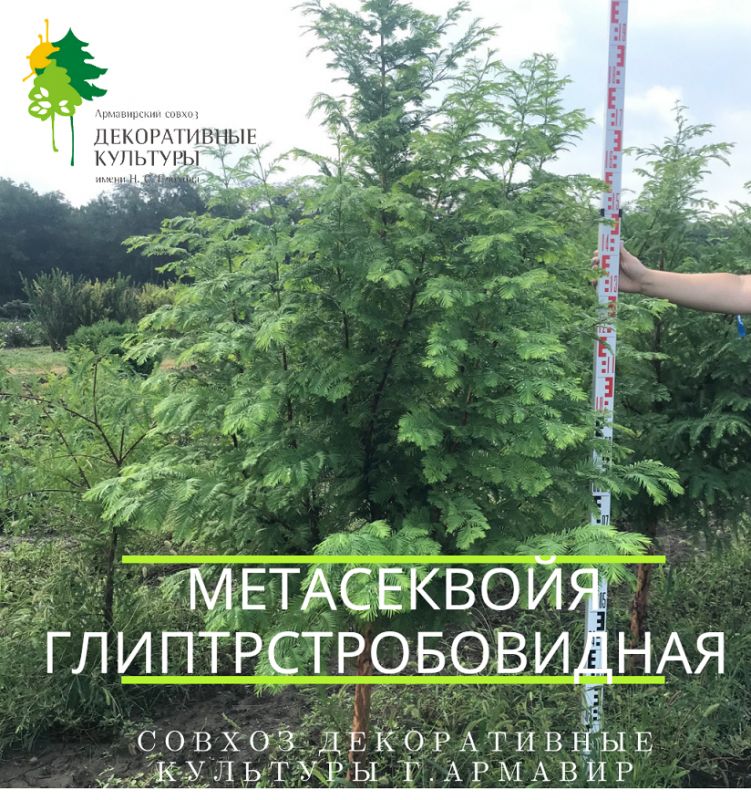 метакеквоя