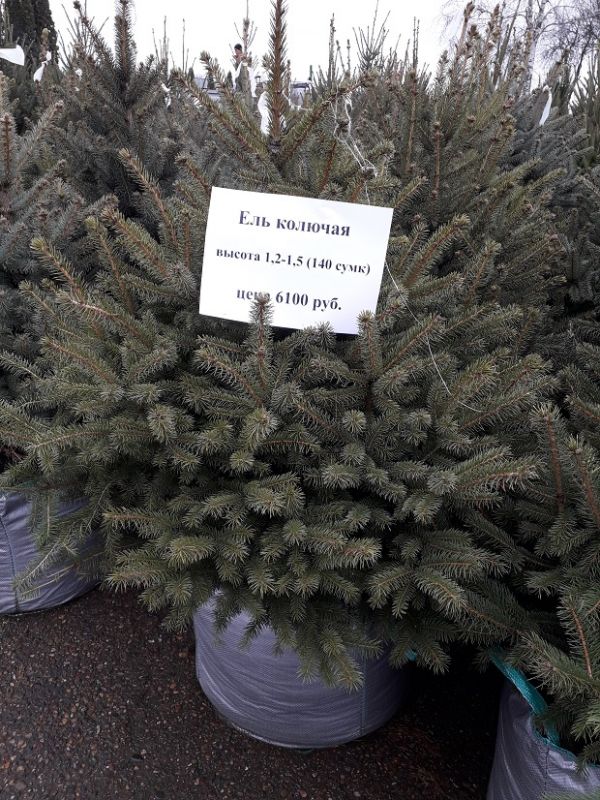 ель колючая