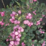 Снежноягодник Шено Symphoricarpos chenaultii