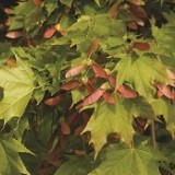 Клен остролистный Acer platanoides 'Globosum'