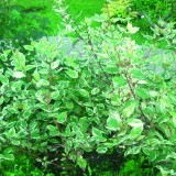 Дерен белый Cornus alba 'Sibirica Variegata'