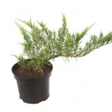Можжевельник казацкий Juniperus sabina Rockery Gem