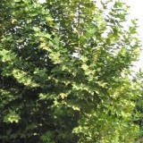 Платан восточный Platanus orientalis