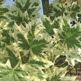 Клен остролистный Acer platanoides 'Drummondii'