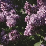Сирень обыкновенная Syringa vulgaris 'Violetta'
