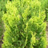 Туя  восточная Thuja orientalis Aurea