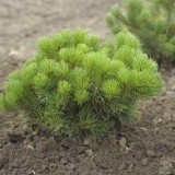 Сосна горная Pinus mugo Mughus