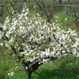 Алыча Эврика Prunus