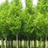 Граб обыкновенный Carpinus betulus