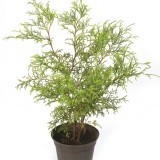 Кипарисовик горохоплодный Chamaecyparis pisifera 'Filifera gracilis'