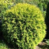 Туя западная Селена Thuja occidentalis Selena