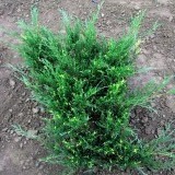 Можжевельник  казацкий  Juniperus  sabina Variegata