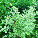 Дерен белый Cornus alba 'Elegantissima'
