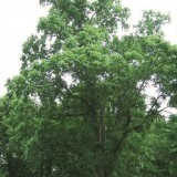 Вяз обыкновенный Ulmus laevis