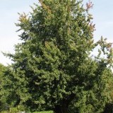 Клен серебристый Acer saccharinum