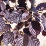 Лещина крупноплодная Corylus maxima 'Purpurea'