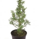 Можжевельник обыкновенный Juniperus communis 'Hibernica'