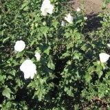 Роза Сирийская  Hibiscus syriacus