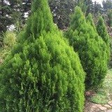 Туя восточная Thuja orientalis Aurea Nana