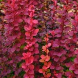 Барбарис Тунберга Berberis thunbergii 'Red Pillar'