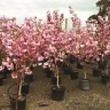 Вишня мелкопильчатая Prunus serrulata 'Kanzan'