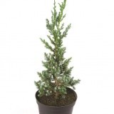 Можжевельник чешуйчатый Juniperus squamata Meyeri