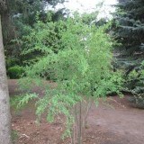 Барбарис обыкновенный Berberis vulgaris