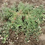 Кизильник горизонтальный Cotoneaster horizontalis