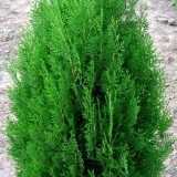 Туя восточная Thuja orientalis