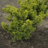 Тисс ягодный Taxus baccata 'Summergold'