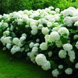 Гортензия древовидная Hydrangea arborescens 'Annabelle