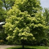 Клен остролистный Acer platanoides 'Drummondii'