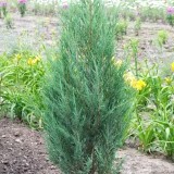 Можжевельник виргинский  Juniperus virginiana Blue Arrow