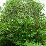 Боярышник Арнольда Crataegus Arnoldiana