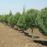 Можжевельник виргинский Juniperus  virginiana (формованный, на штамбе)