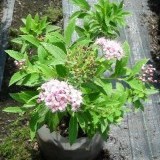 Спирея японская  Spiraea japonica