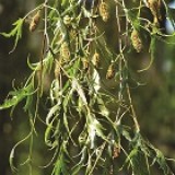 Береза повислая Betula pendula 'Laciniata'
