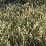 Ива цельнолистная Salix integra 'Hakuro Nishiki'
