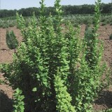 Барбарис Тунберга Berberis thunbergii 'Erecta'