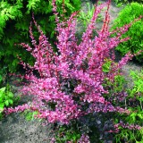 Барбарис Тунберга Berberis thunbergii 'Harlequin'