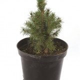 Ель канадская Picea glauca 'Conica‘