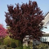 Слива растопыренная Prunus divaricata 'Pissardii'