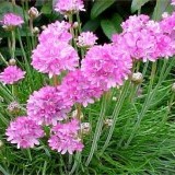 Армерия  розовая Armeria