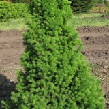 Ель   канадская   Picea   glauca  Conica