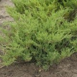 Можжевельник казацкий Juniperus sabina 'Mas'