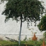 Яблоня гибридная Malus hybrida, зонтичная