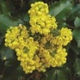 Магония падуболистная Mahonia aquifolium