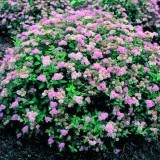 Спирея японская Spiraea japonica 'Little Princess'