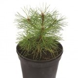 Сосна крымская Pinus Pallasiana