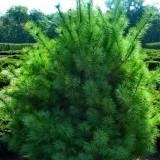 Сосна Веймутова Pinus strobus